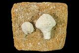 Crinoid (Uperocrinus) & Blastoid (Globoblastus) Plate - Missouri #162688-1